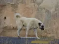Potężny pies kangal na tle skalistego krajobrazu.