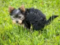 Mały, kudłaty piesek Yorkshire Terrier w trawie. Widać, że właśnie zrobił czarną kupę u psa.
