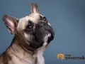Uroczy buldog francuski, którego waga jest idealna do przytulania, patrzy z zaciekawieniem w górę.