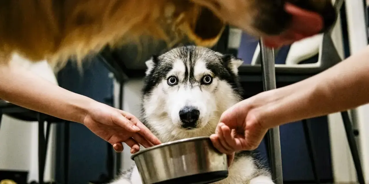 Siberian husky z niebieskimi oczami czeka na jedzenie, dwie ręce trzymają miskę. Inny pies liże język nad nim.