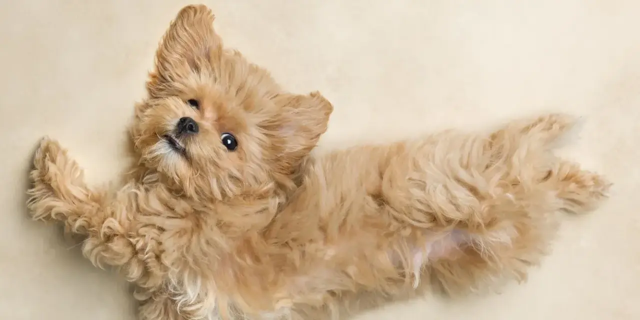Czy maltipoo ma włosy? Tak, ten uroczy szczeniak ma puszyste, falowane włosy.