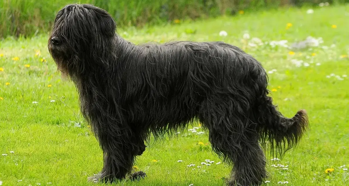 Puszysty pies z długą, czarną sierścią, jeden z czarne rasy psów, stoi na zielonej łące pełnej stokrotek i mniszków.