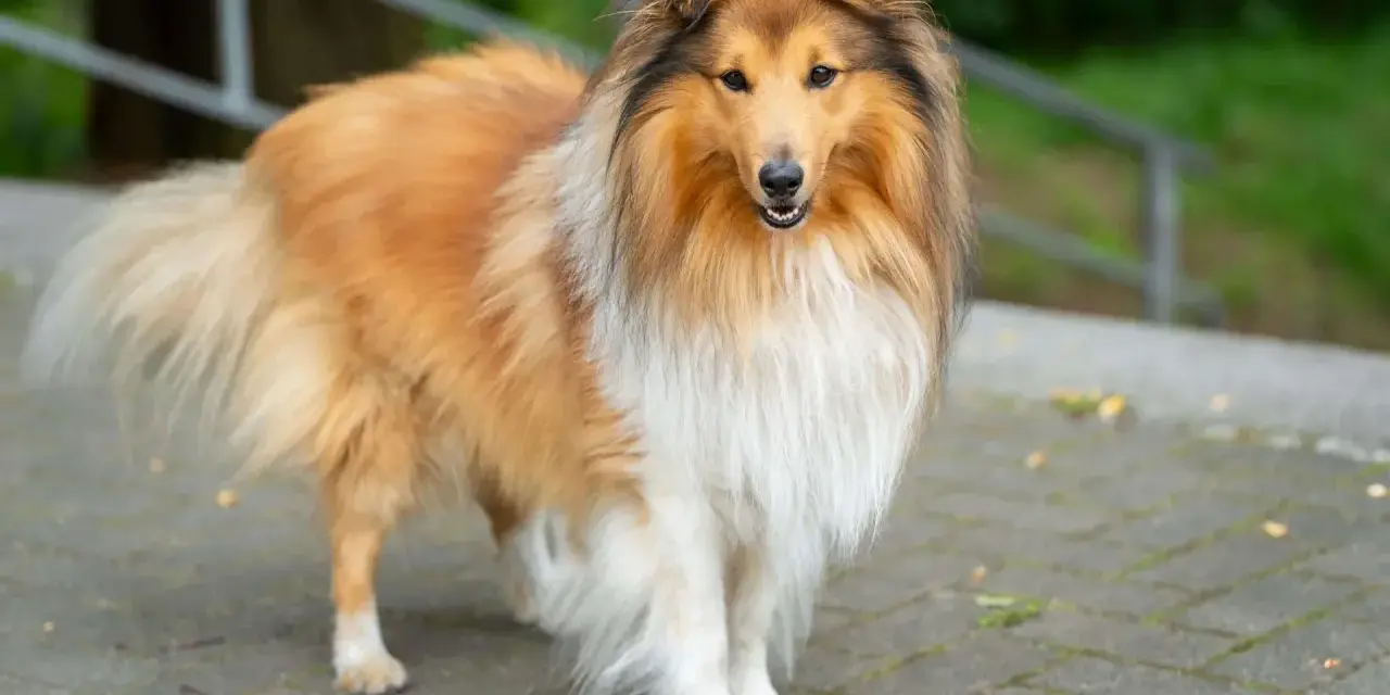 Piękny pies rasy collie o długiej, złocistej sierści stoi na chodniku.