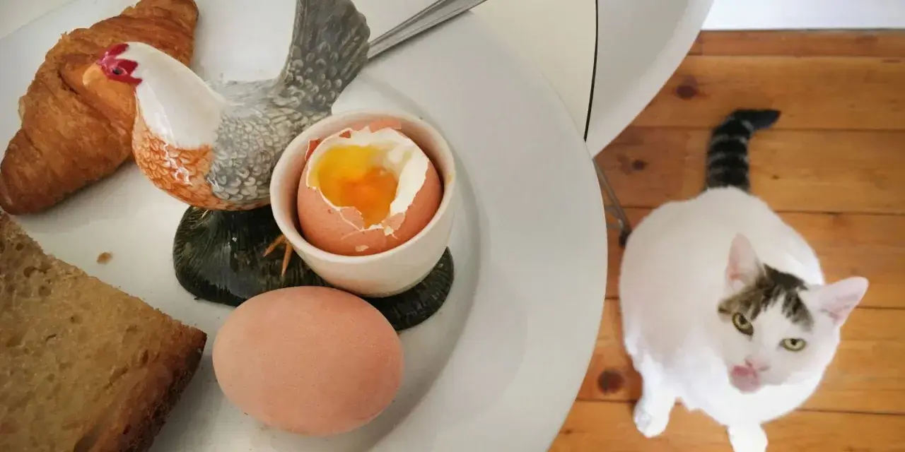 Biały kot z pręgowanym ogonem patrzy na talerz z jajkiem na miękko, croissantem i chlebem. Czy kot może jeść jajka? Ten kot wygląda, jakby chciał się przekonać.