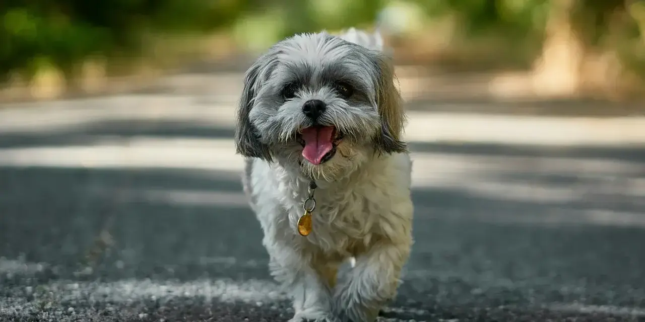 Szczęśliwy shih tzu, z językiem na wierzchu, idzie ścieżką. Jego waga jest idealna do spacerów.