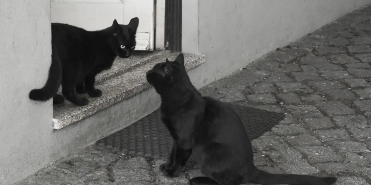 Dwa czarne koty w domu, jeden na progu, drugi na zewnątrz. Widać napięcie, może to początek agresji między nimi.