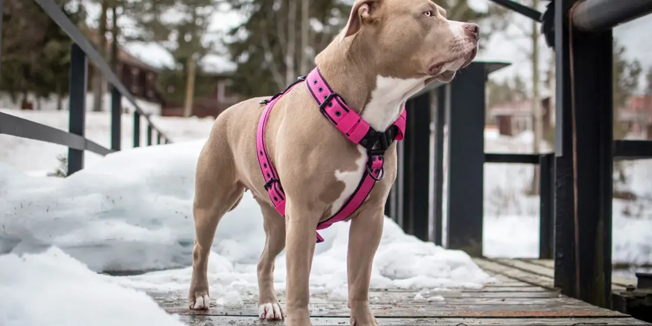 Pies rasy pitbull w różowych szelkach na drewnianym pomoście, zimą. Dowiedz się, jak założyć szelki psu, by spacer był bezpieczny i komfortowy.