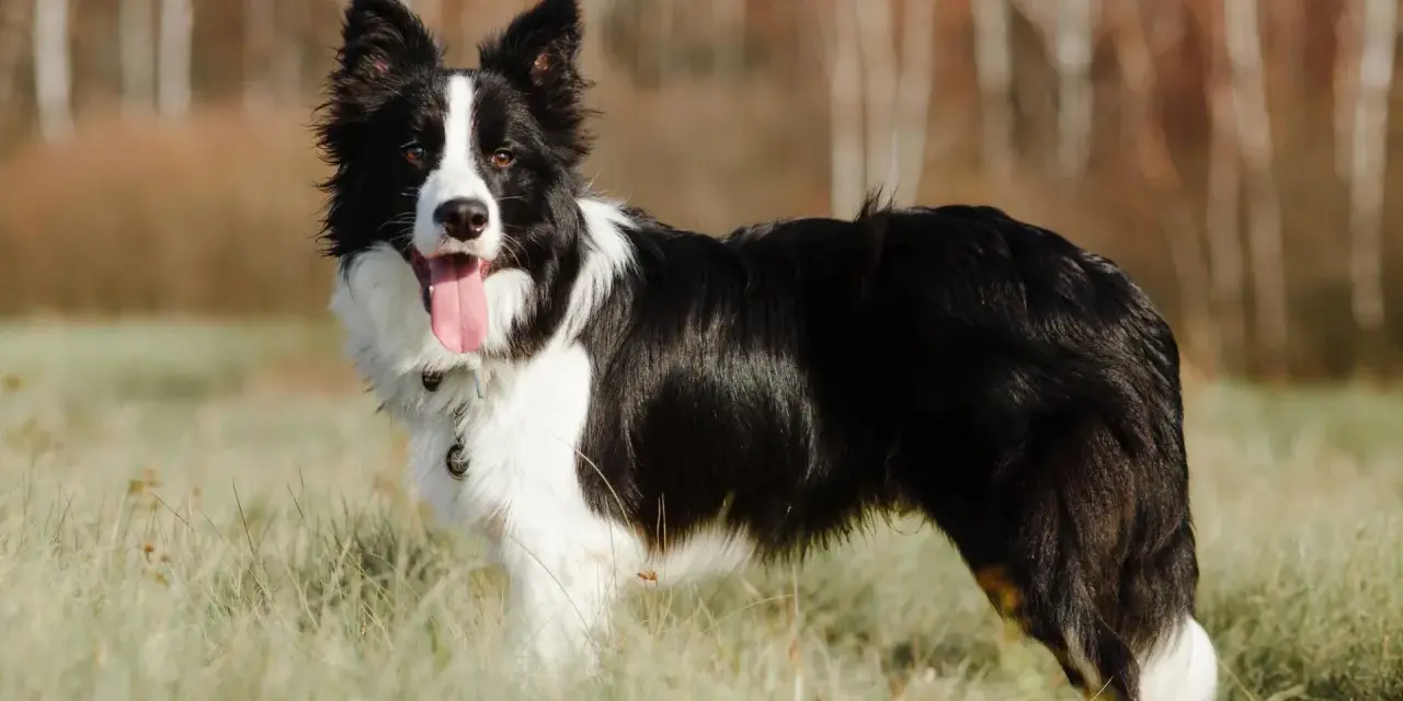 Piękny border collie w trawie, z językiem na wierzchu. Długość życia tej rasy jest imponująca.