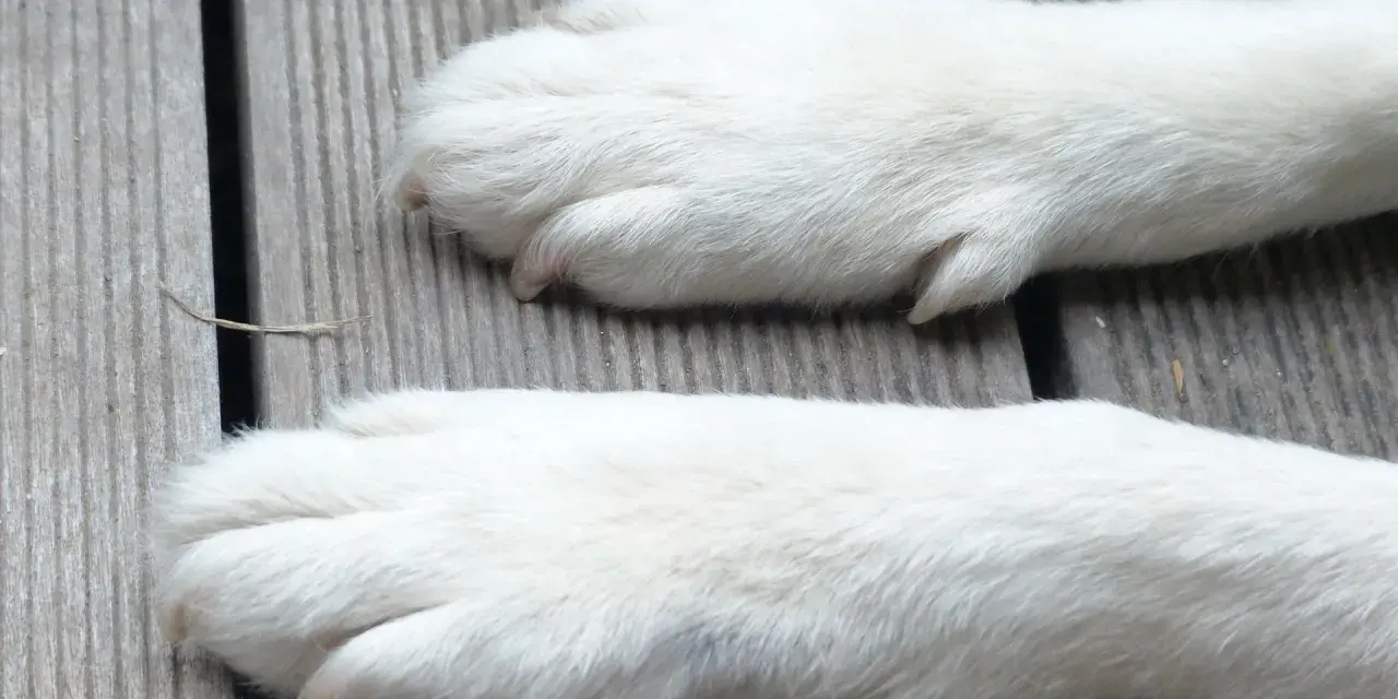 Dwa białe, puszyste łapy psa leżą na drewnianej desce. Zastanawiasz się, ile palców ma pies?