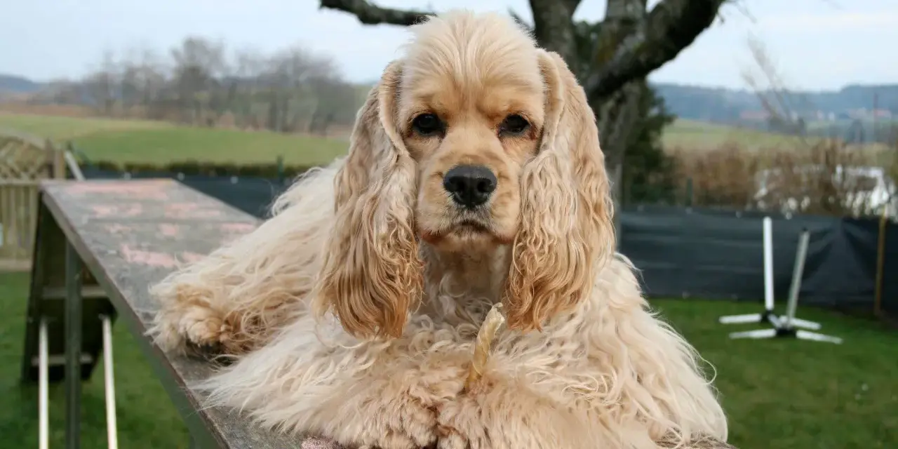 Uroczy cocker spaniel, jedna z wielu odmian tej rasy, leży na drewnianej kładce, gryząc przysmak.