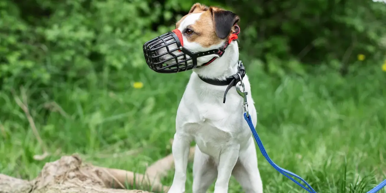 Mały piesek w kagańcu, biało-brązowy Jack Russell Terrier, stoi na powalonym drzewie w zielonym lesie.