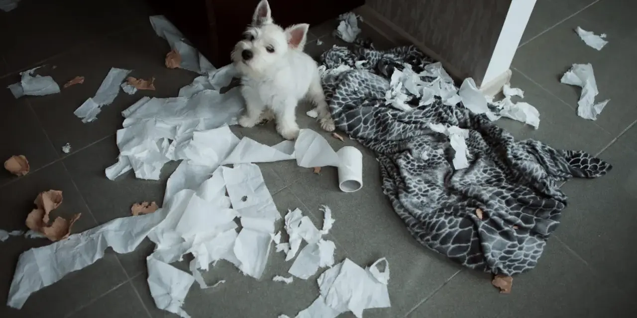 Mały szczeniak sam w domu 8 godzin. Zostawił za sobą bałagan z papieru i koc.