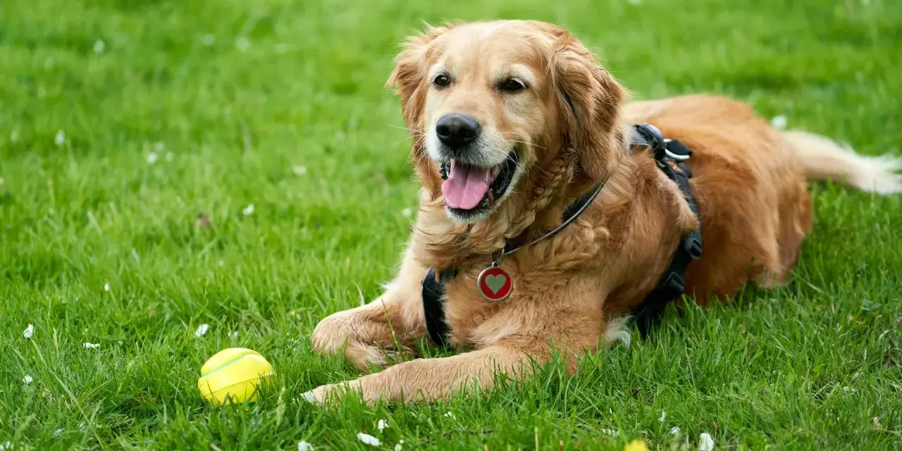 Złoty retriever leży na trawie obok żółtej piłki. Idealny moment, by zacząć uczyć psa aportować!