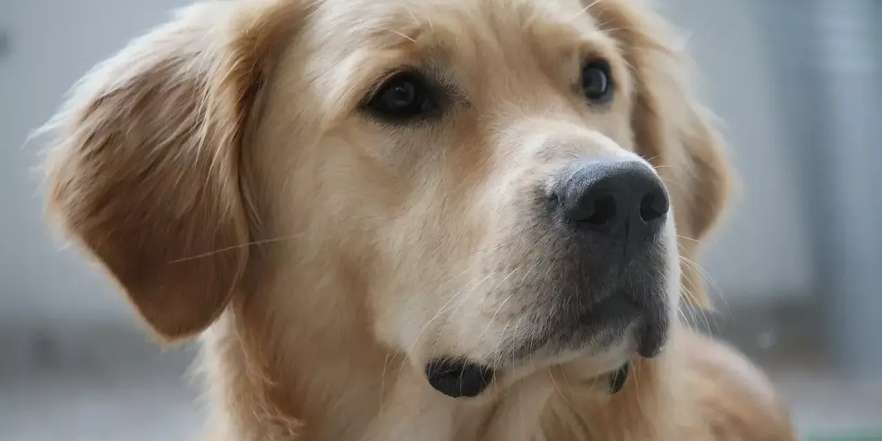 Piękny golden retriever o ciepłych, złotych kolorach sierści, z czarnym nosem i bystrymi oczami.
