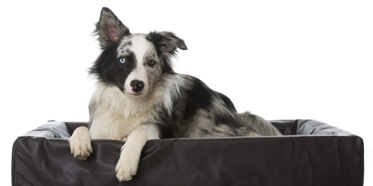 Pies rasy Border Collie z heterochromią, leżący w brązowym legowisku. Jego jedno oko jest niebieskie, drugie brązowe. Wygląda jakby miał ADHD u psa, ale to tylko jego czujność.