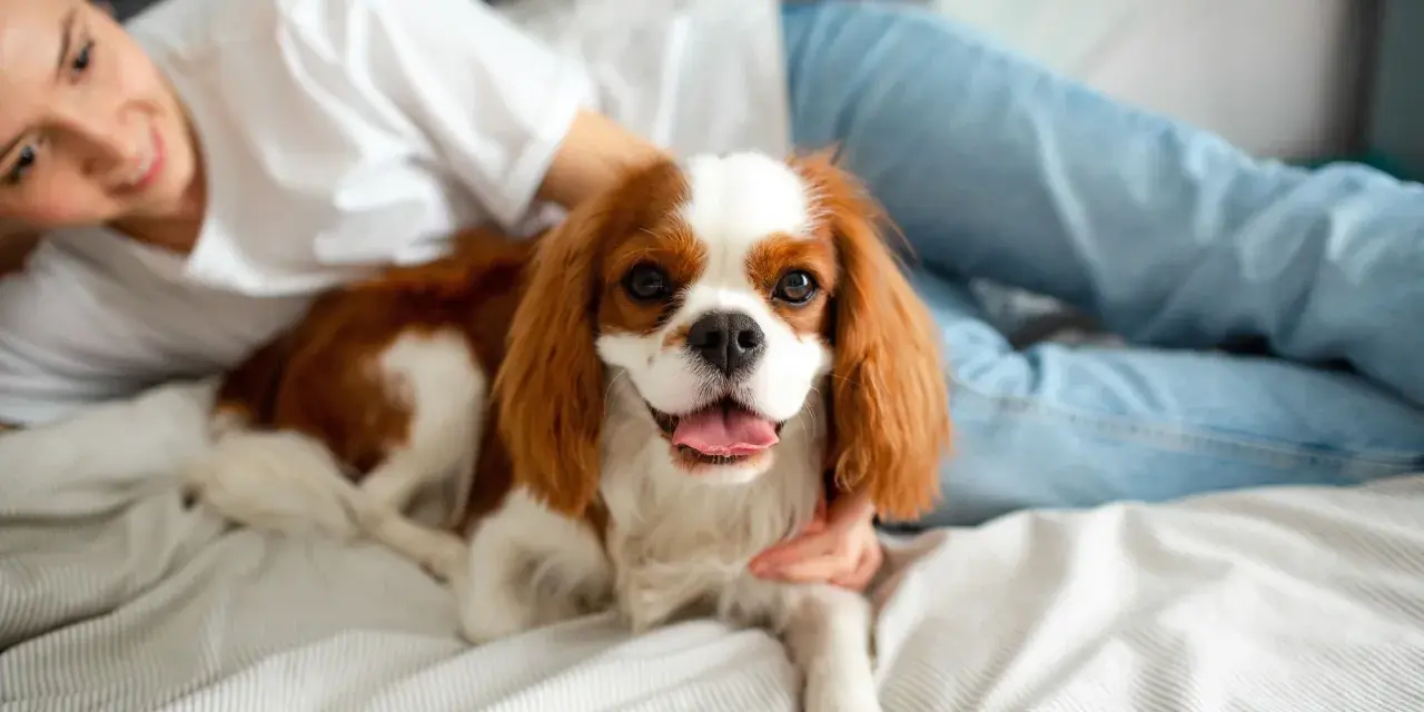 Uśmiechnięta dziewczyna głaszcze Cavaliera King Charles Spaniela, jedną z uroczych ras psów, leżącego na łóżku.