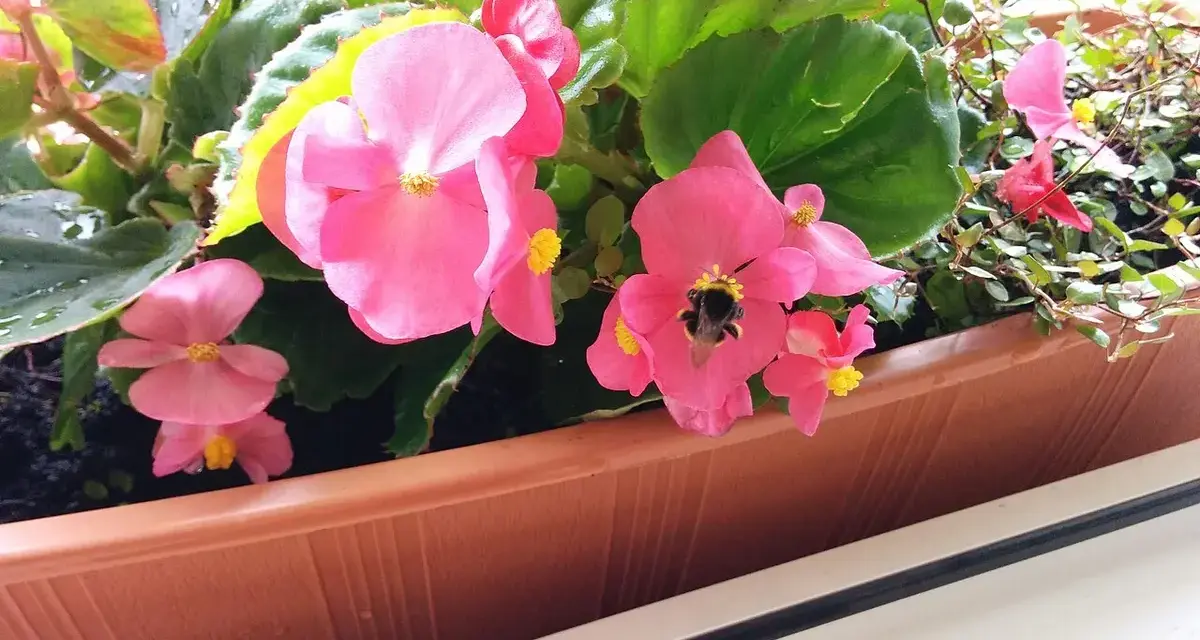 Różowe begonie w doniczce, z pszczołą na kwiatku. Czy begonia jest trująca dla kota?