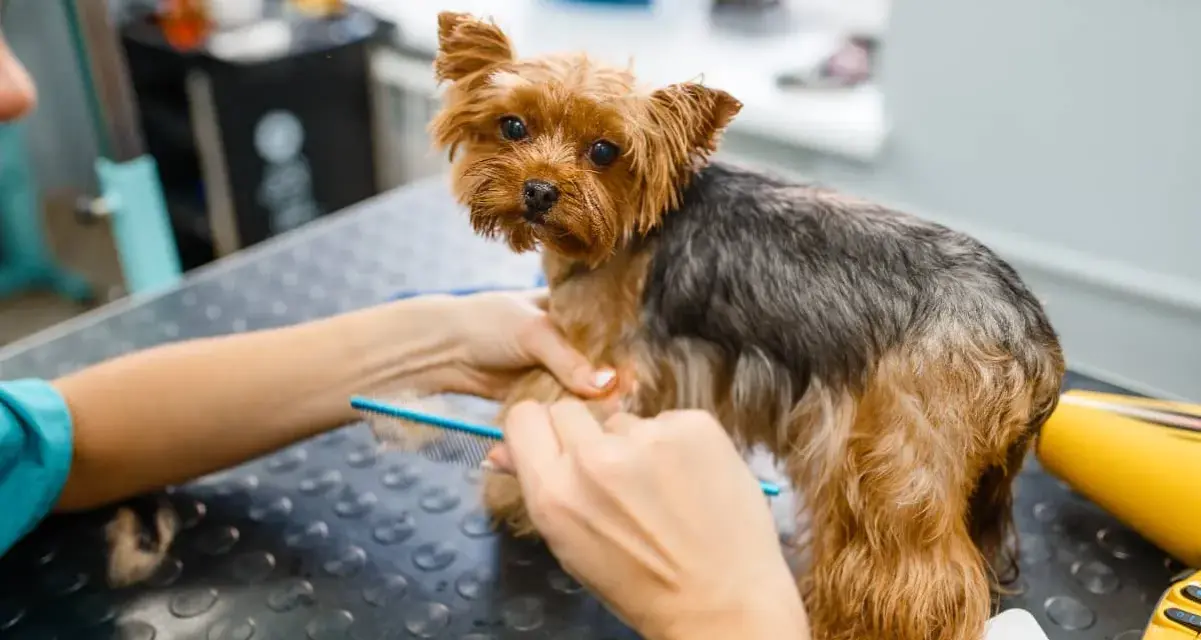 Yorkshire terrier czesany grzebieniem. Domowe sposoby na kołtuny u psa to regularne szczotkowanie, aby sierść była gładka i lśniąca.