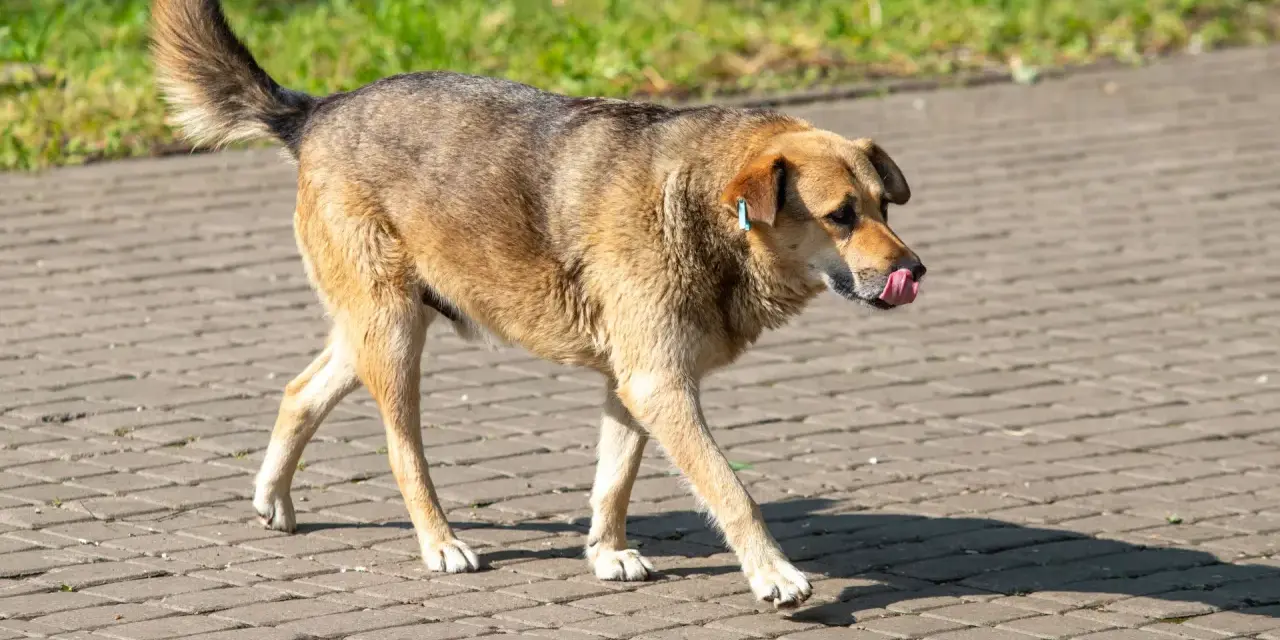 Brązowy pies z niebieską metką na uchu idzie po chodniku, oblizując się. Może właśnie zjadł coś nieodpowiedniego, jak odchody.