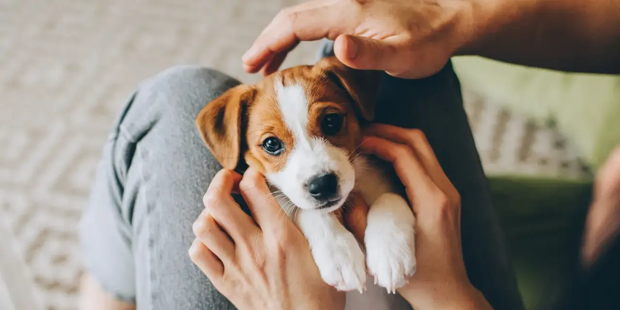 Uroczy szczeniak Jack Russell Terrier w ramionach człowieka. Czas spędzony z matką jest kluczowy dla jego rozwoju.