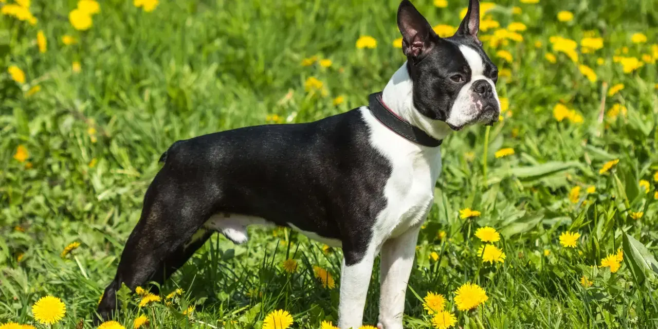 Boston terrier waga idealna, piesek stoi na łące pełnej żółtych mniszków lekarskich.