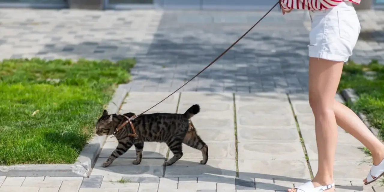 Kot na smyczy, uczony jak nauczyć kota chodzić na smyczy, spaceruje po chodniku obok swojej opiekunki.