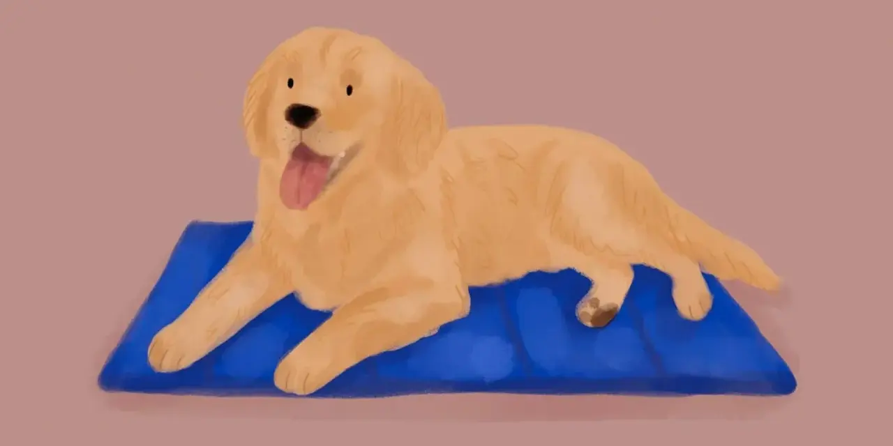 Złoty retriever leży na niebieskiej macie, dysząc. Jego gruczoły potowe pracują, by ochłodzić ciało.