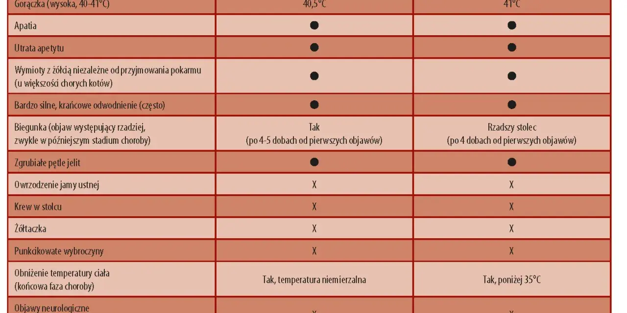 Tabela porównuje objawy panleukopenii u młodego kota i kota dorosłego. Wymienia gorączkę, utratę apetytu, wymioty, biegunkę, objawy neurologiczne i inne.