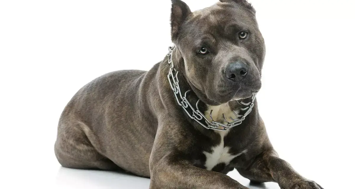 Potężny amstaff w metalowym łańcuchu, idealny do tabeli wagi amstaffa.