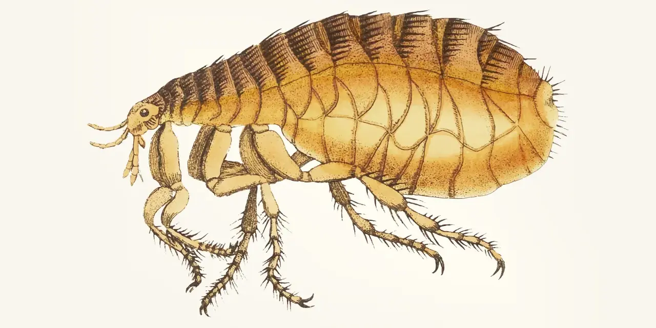 Ilustracja pokazuje, jak wygląda pchła kocia: małe, brązowe, owalne ciało z sześcioma nogami i czułkami.