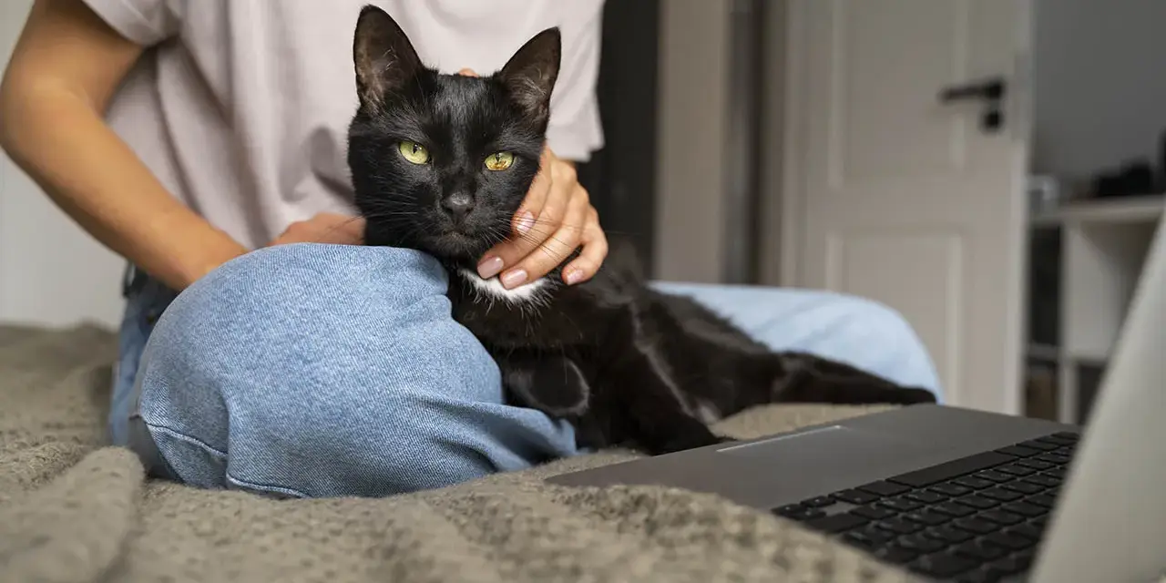 Czarny kot z zielonymi oczami leży na kolanach osoby, która go głaszcze. Obok leży laptop. To moment, kiedy kot zaczyna znaczyć teren, czując się bezpiecznie.