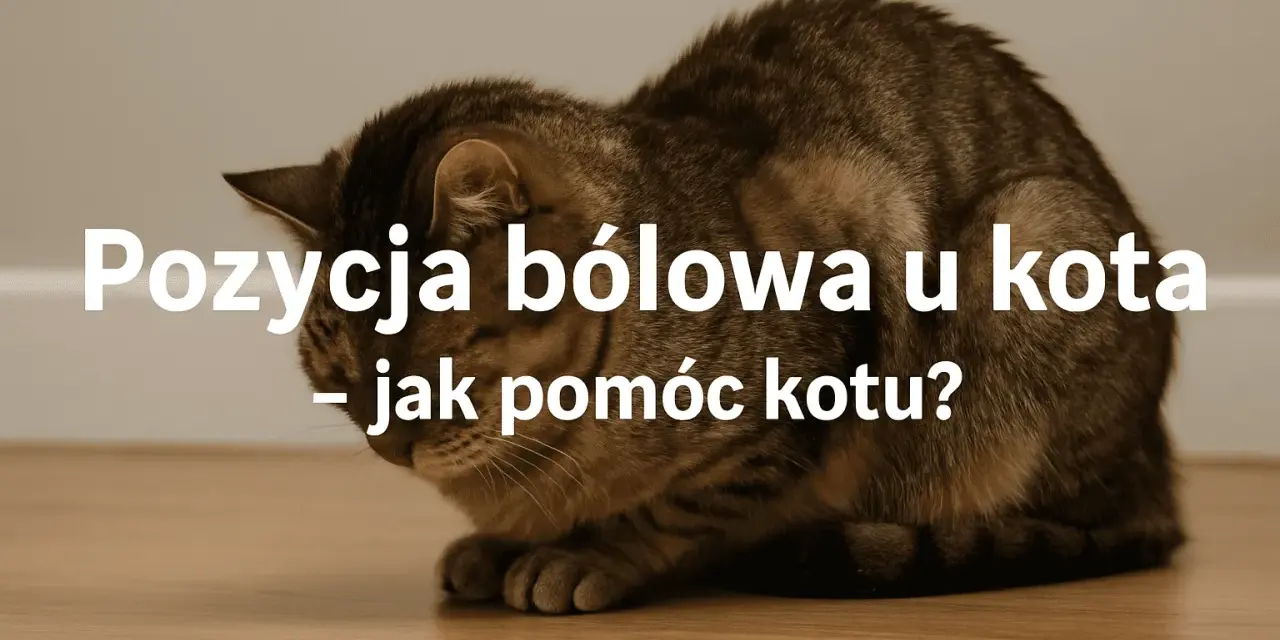 Kot w pozycji bólowej, skulony, z opuszczoną głową. Tekst informuje o tym, jak rozpoznać i pomóc kotu w cierpieniu.
