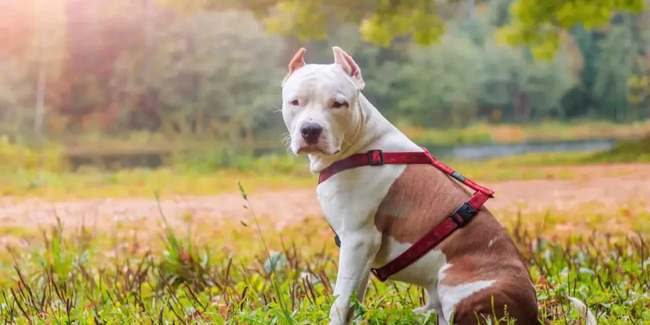 Amstaff w czerwonej uprzęży siedzi na trawie. Zastanawiasz się, ile żyje amstaff? Dbaj o swojego pupila, a będzie cieszył się długim życiem.