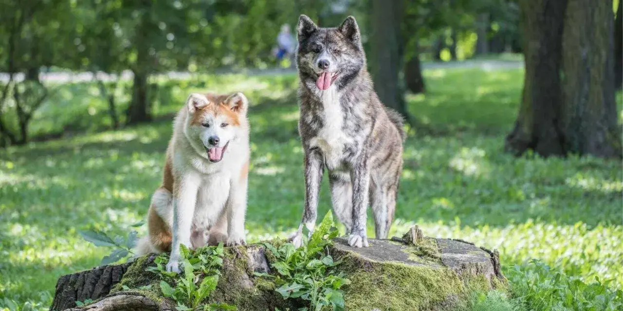 Dwa psy rasy akita inu, jeden rudy, drugi pręgowany, siedzą i stoją na pniu drzewa w parku. Ich charakter jest spokojny i dumny.