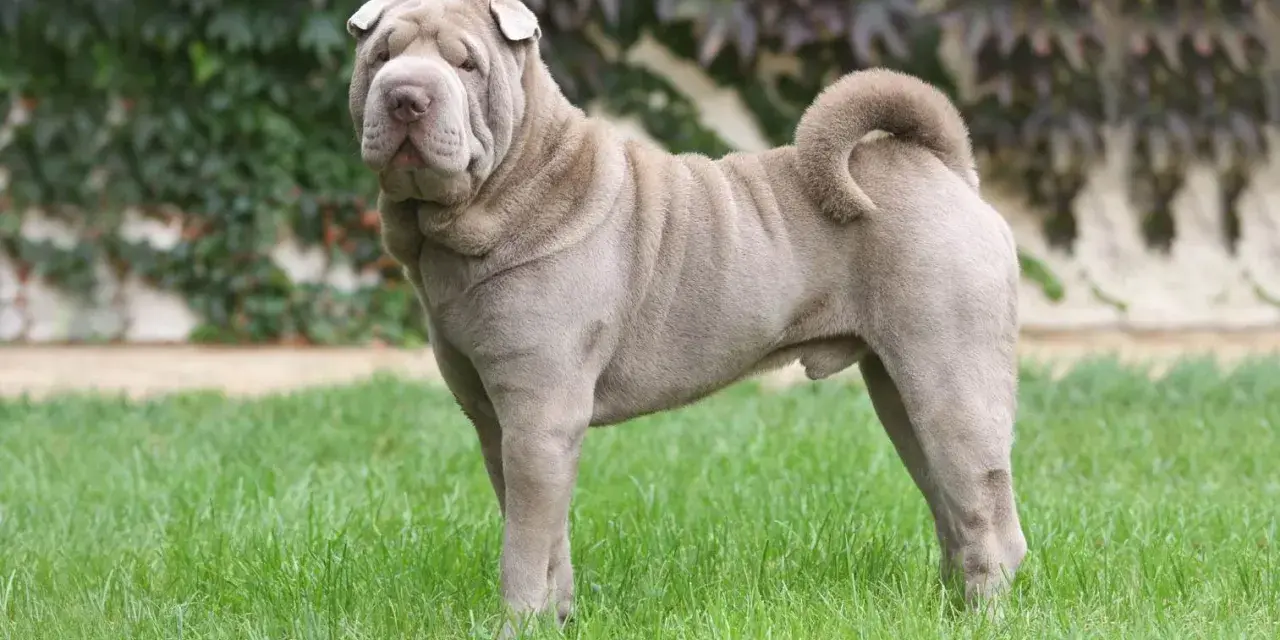 Pies rasy shar pei z charakterystycznymi zmarszczkami na pysku i ciele, stoi na zielonej trawie.