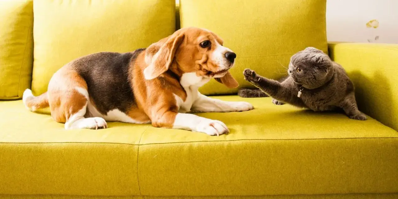 Pies beagle i kot szkocki na kanapie. Jak sprawić, by pies nie atakował kota? Powolne zapoznawanie i pozytywne wzmocnienia.