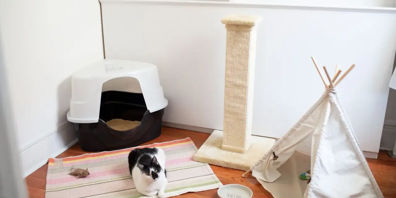 Czarno-biały kotek rozgląda się po swoim nowym domu. Obok kuwety, drapaka i tipi stoi miseczka z napisem "Meow".