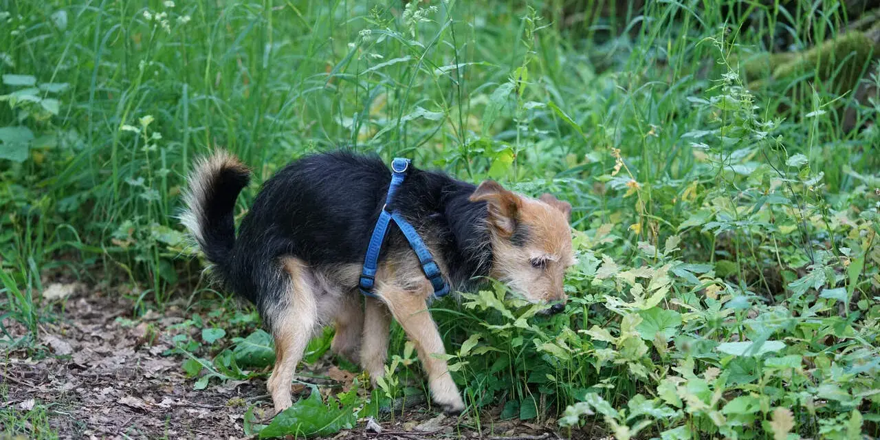 Mały piesek w niebieskiej obroży robi siusiu. Zolta kupa u psa jest widoczna na ziemi.