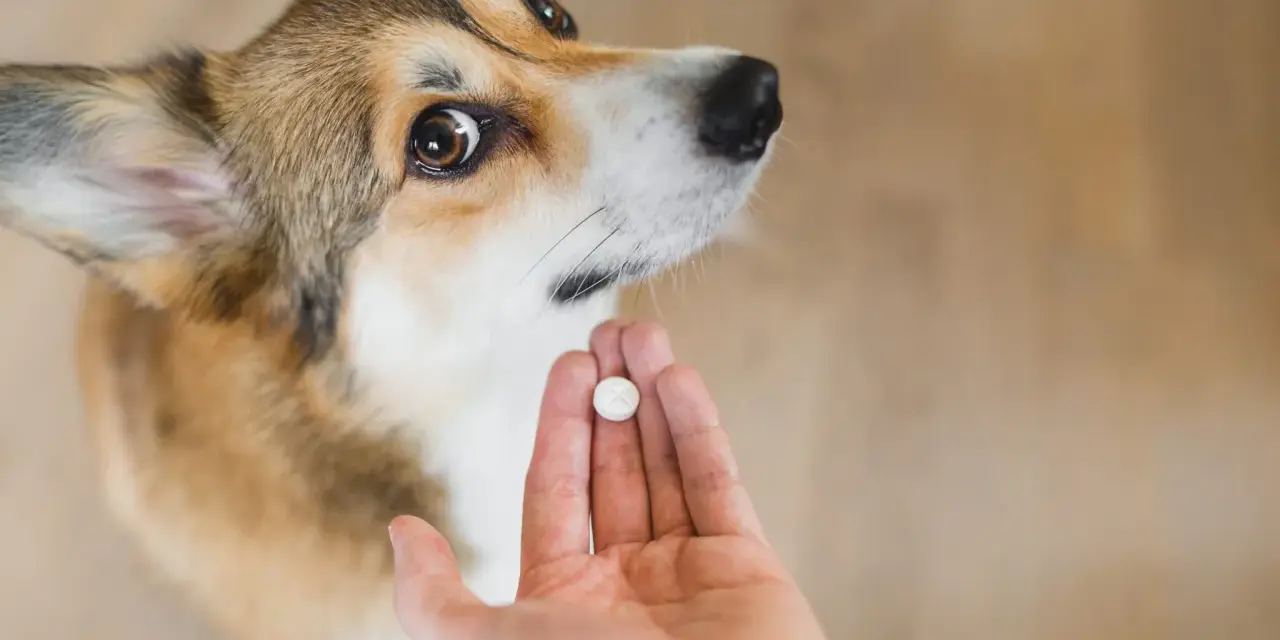 Corgi patrzy na tabletkę na odrobaczenie w dłoni. Po jakim czasie działa tabletka na odrobaczenie psa?