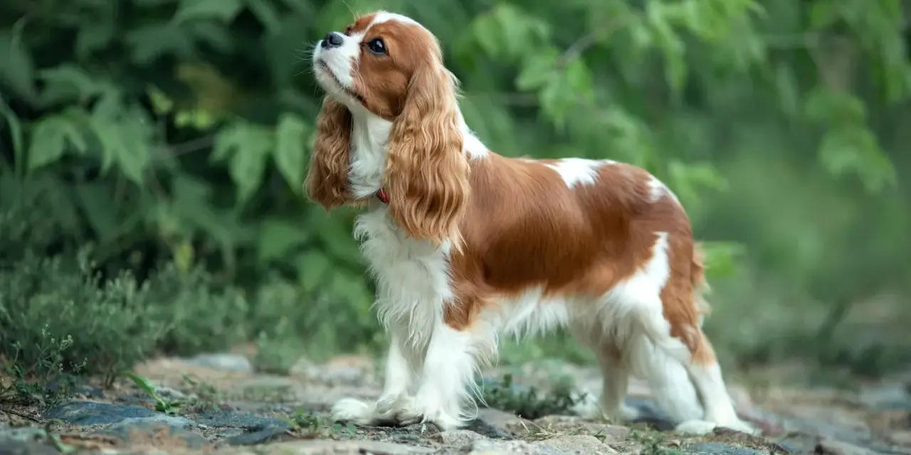 Cavalier king charles spaniel usposobienie: pies o łagodnym spojrzeniu, z długimi, falującymi uszami, stoi na kamienistej ścieżce wśród zieleni.