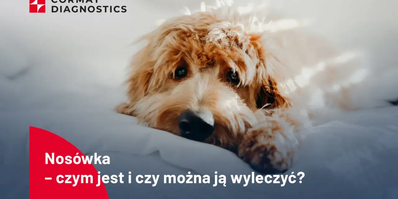 Smutny piesek leży na białym tle. Tekst informuje o objawach nosówki u psa i możliwościach leczenia.