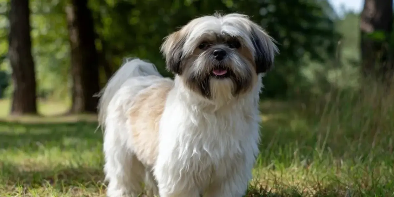 Największy shih tzu, puszysty piesek o białej i brązowej sierści, stoi na trawie w lesie, merdając ogonem.