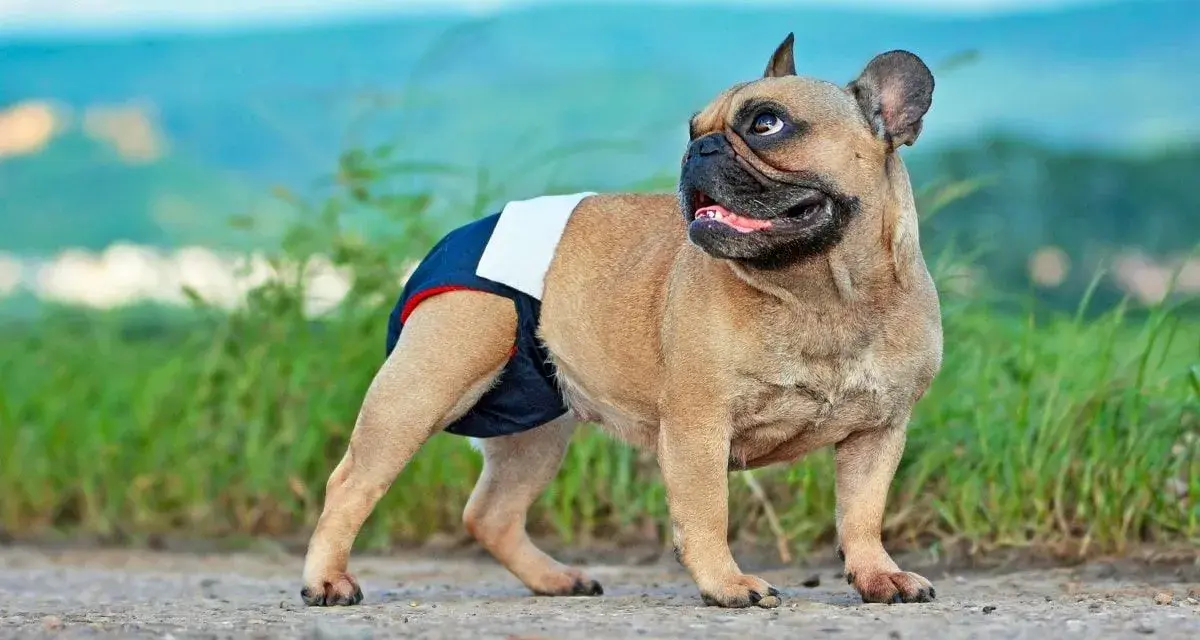 Francuski buldog w pieluszce, gotowy na dni płodne. Cieczka u psa to ważny czas.