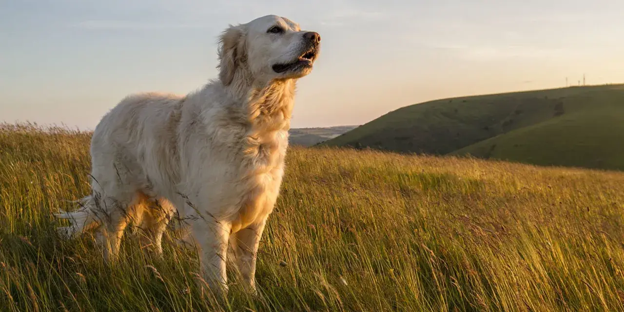 Piękny golden retriever stoi na wzgórzu wśród wysokiej trawy, patrząc w dal.
