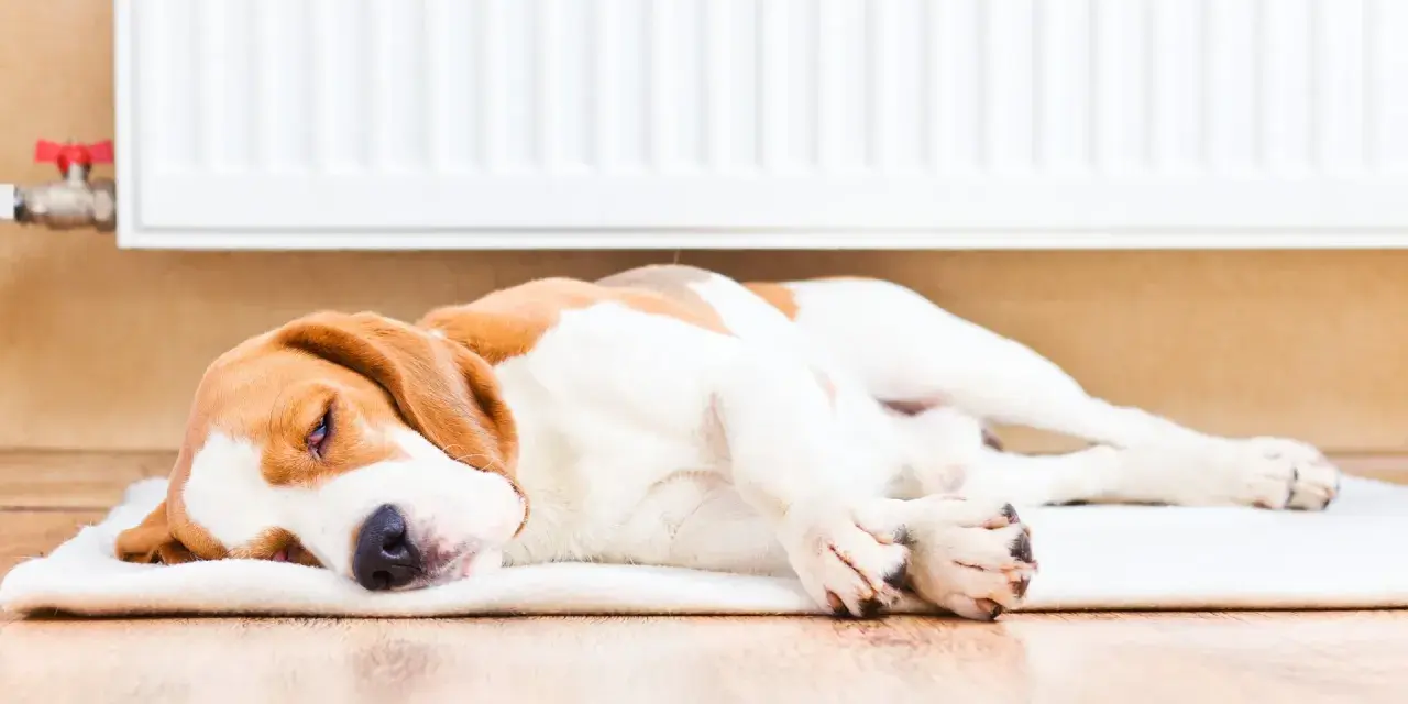 Beagle śpi przy grzejniku, pokazując, jak pies odczuwa temperaturę. Ciepło grzejnika sprawia, że pies jest zrelaksowany i śpi spokojnie.