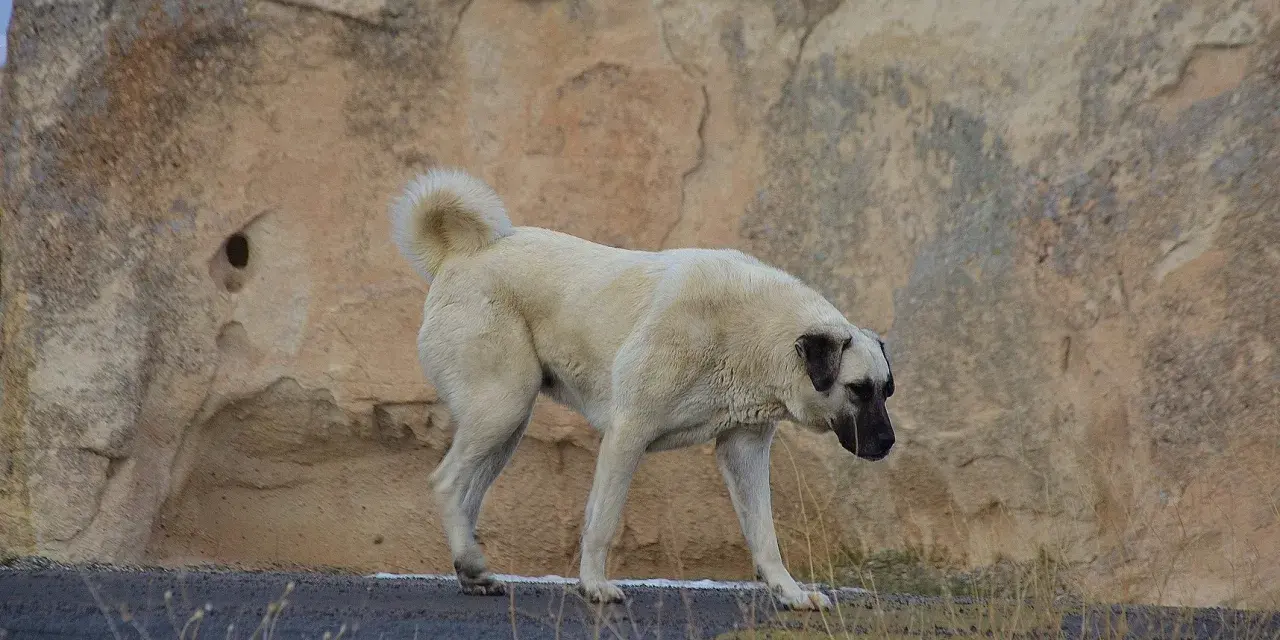 Potężny pies kangal na tle skalistego krajobrazu.
