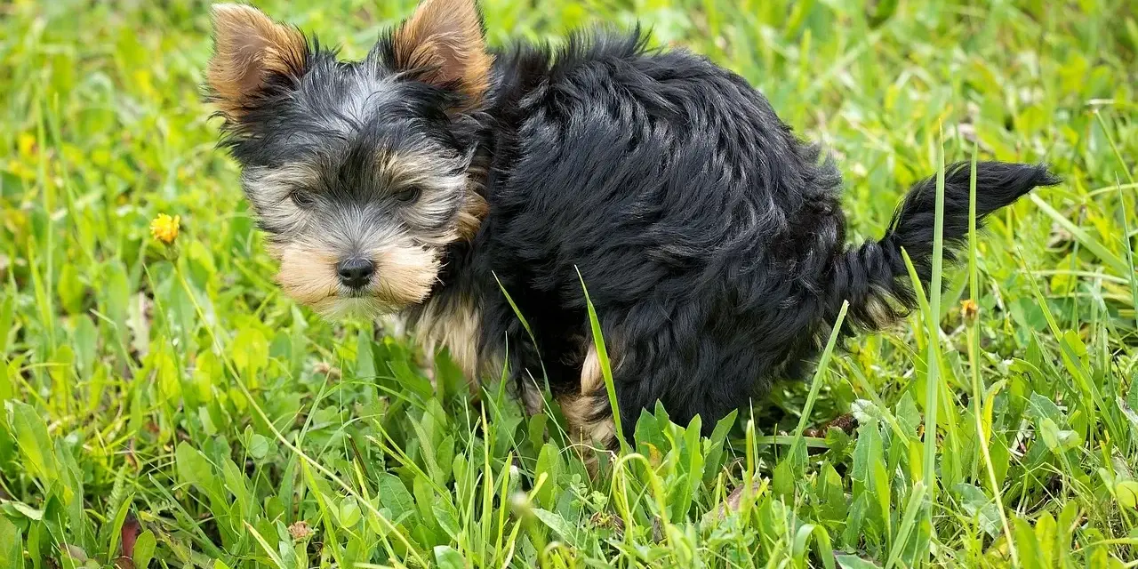 Mały, kudłaty piesek Yorkshire Terrier w trawie. Widać, że właśnie zrobił czarną kupę u psa.