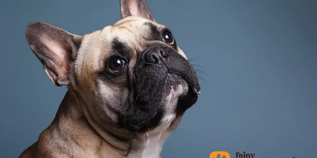 Uroczy buldog francuski, którego waga jest idealna do przytulania, patrzy z zaciekawieniem w górę.