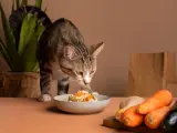 Kot wącha miseczkę z jedzeniem, w której jest wątróbka dla kota. Obok leżą marchewki i kurczak.