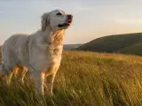 Piękny golden retriever stoi na wzgórzu wśród wysokiej trawy, patrząc w dal.